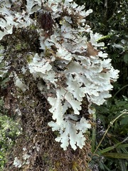 Pseudocyphellaria glabra