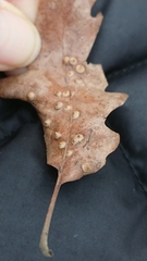Janetia cerris