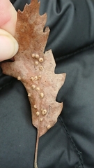 Janetia cerris