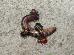Ectrichodia crux
