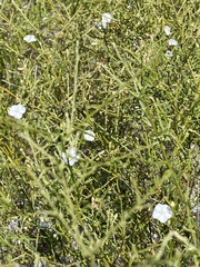 Evolvulus squamosus