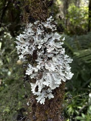 Pseudocyphellaria glabra
