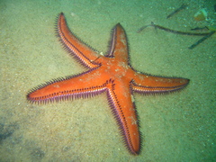 Astropecten preissi
