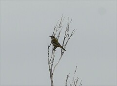Melithreptus brevirostris