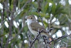 Euscarthmus meloryphus