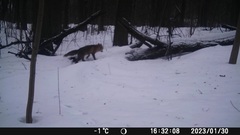 Vulpes vulpes