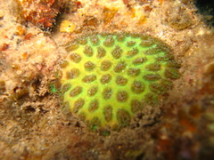 Plesiastrea versipora