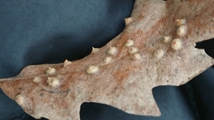 Janetia cerris