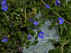 Veronica fruticans