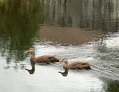Anas platyrhynchos × fulvigula