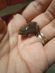 Elachistocleis bicolor