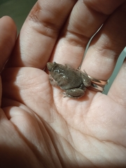 Elachistocleis bicolor