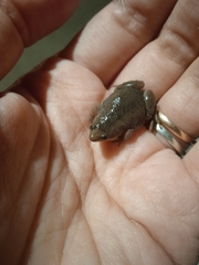 Elachistocleis bicolor