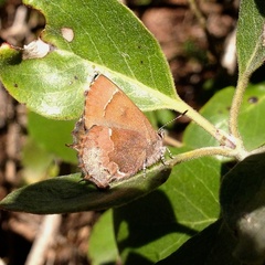 Callophrys henrici