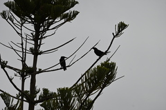 Strepera versicolor intermedia