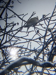 Streptopelia decaocto