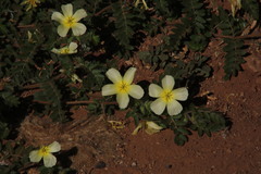 Tribulus zeyheri