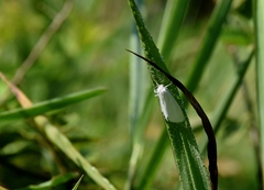 Schoenobiinae