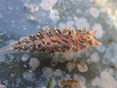 Spurilla braziliana