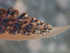 Spurilla braziliana