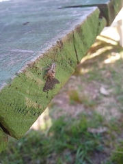 Mburuvicha galianoae