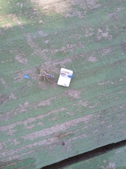 Mburuvicha galianoae