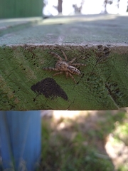 Mburuvicha galianoae