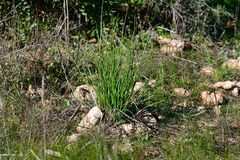 Asphodelus fistulosus