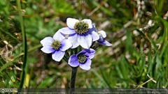 Anemonastrum demissum
