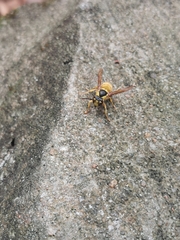 Vespa bicolor