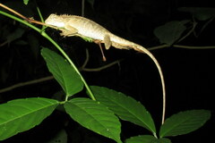 Calotes emma