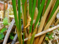 Tropidostethus angusticollis