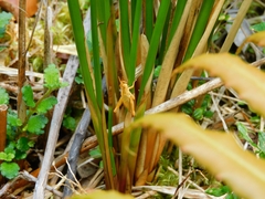 Tropidostethus angusticollis
