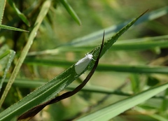 Schoenobiinae