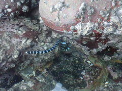 Laticauda laticaudata