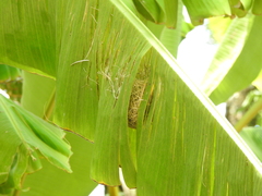 Icterus pyrrhopterus