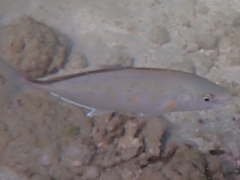 Flavocaranx bajad