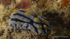 Phyllidia varicosa