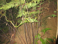 Boiga cyanea