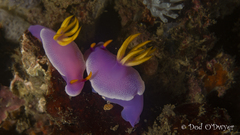 Hypselodoris apolegma