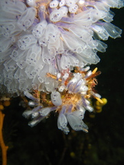Clavelina moluccensis