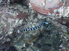 Laticauda laticaudata