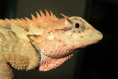 Calotes emma