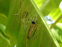 Icterus pyrrhopterus