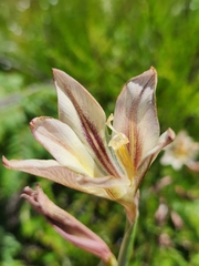 Gladiolus tristis
