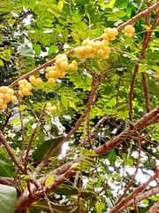 Phyllanthus emblica
