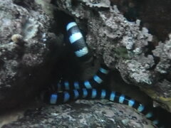Laticauda laticaudata