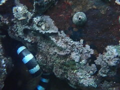 Laticauda laticaudata