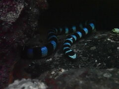 Laticauda laticaudata