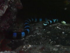 Laticauda laticaudata